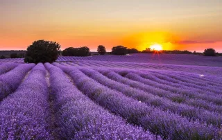 Visita Los Campos de Lavanda de Brihuega - arcodelavilla.com