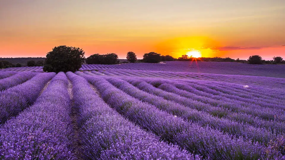 Visita Los Campos de Lavanda de Brihuega - arcodelavilla.com