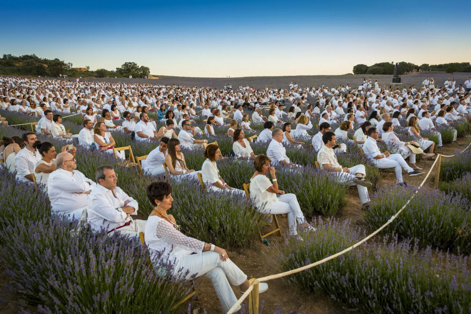 Visita Los Campos de Lavanda de Brihuega - arcodelavilla.com